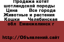 Продажа котят шотландской породы › Цена ­ - - Все города Животные и растения » Кошки   . Челябинская обл.,Еманжелинск г.